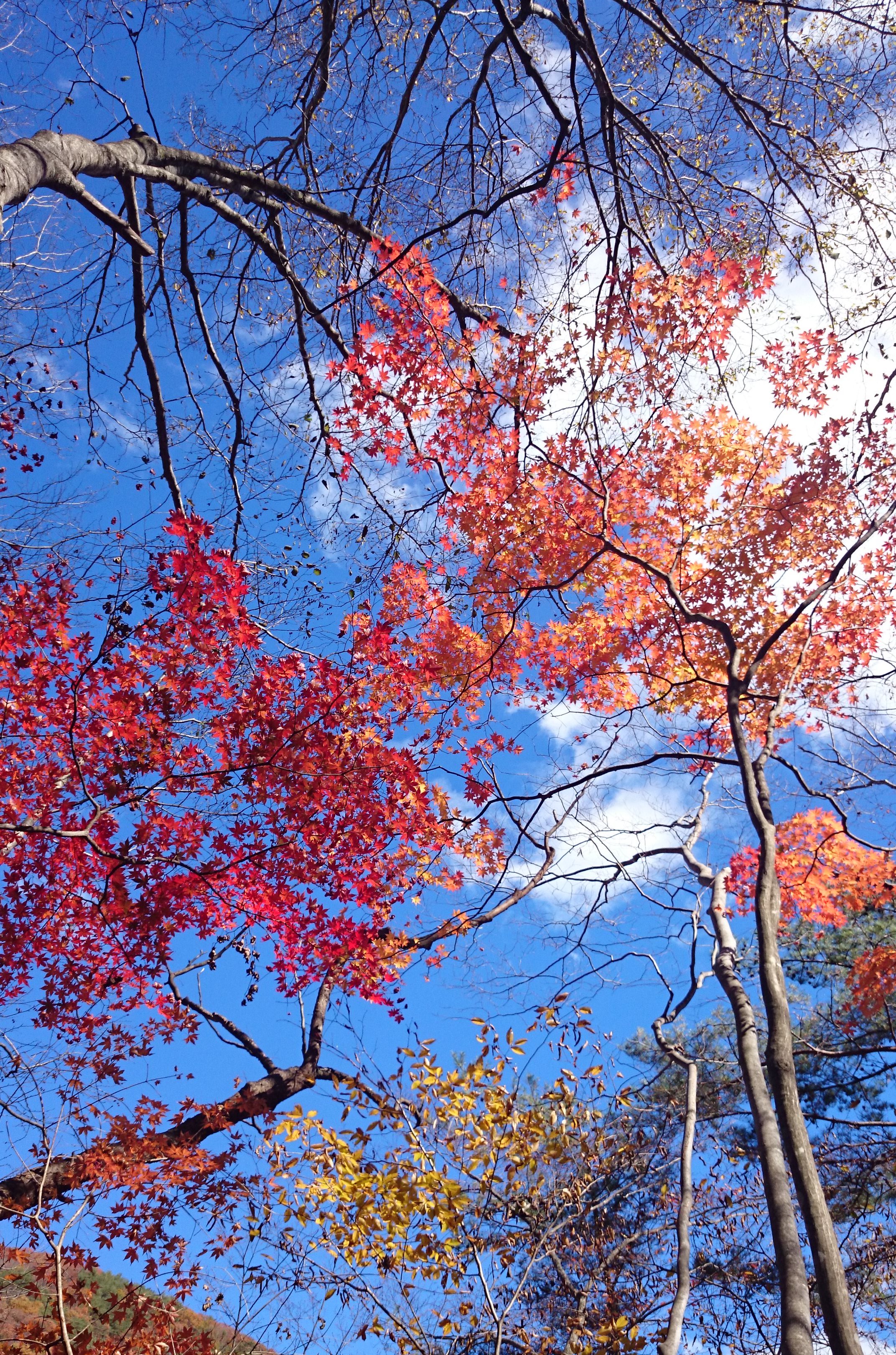 紅葉の秋 芸術の秋 日光の紅葉と陶芸三昧 秋限定３プラン 公式サイト Oneplay It ワンプレイト